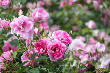 薔薇園の薔薇