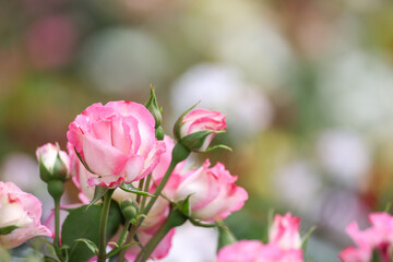 薔薇園の薔薇