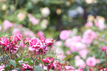 Fototapeta na wymiar 薔薇園の薔薇