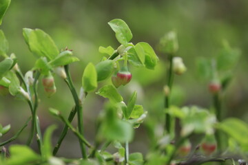 Vaccinium myrtillus, Bilberry, Blaeberry, Whortleberry, blue whortleberry, common bilberry, hurtleberry. Vaccinium myrtillus flowering. Bilberry red flowers. Whortleberry in bloom.