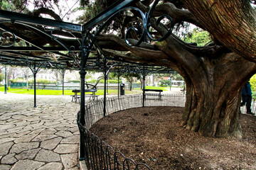 Giant Cedar at Principe Real garden in Lisbon