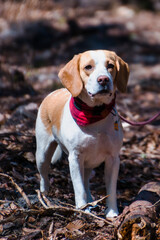 beagle on a walk in the woods