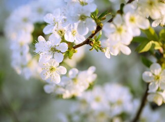 Sweet cherry blooming, spring white flowers background, bright and sunny spring, bokeh