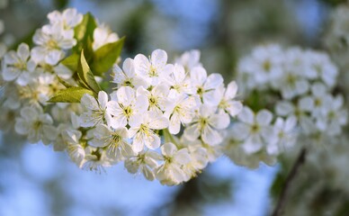Fototapeta na wymiar Sweet cherry blooming, spring white flowers background