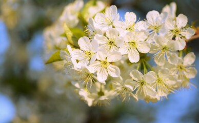 Sweet cherry blossoms, blooming spring white background