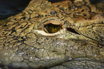 oko krokodyla, krokodyl zielony, zbliżenie krokodyl