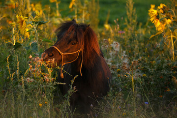 Shetlandpony in Sonnenblumen