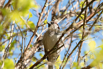 The sparrow masks while sitting in the yellow bush