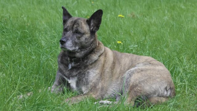 large adult dog relaxing out in the grass