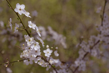 Spring plum branches blossoming in the garden close up. White fruit flowers on the twigs.