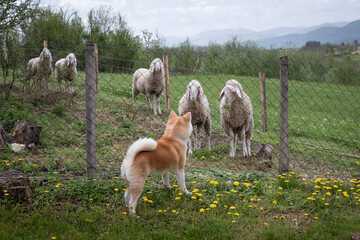 Naklejka premium Akita inu orange dog with his tail raised looking through the wire fence at the sheep with grass in their mouth during early spring