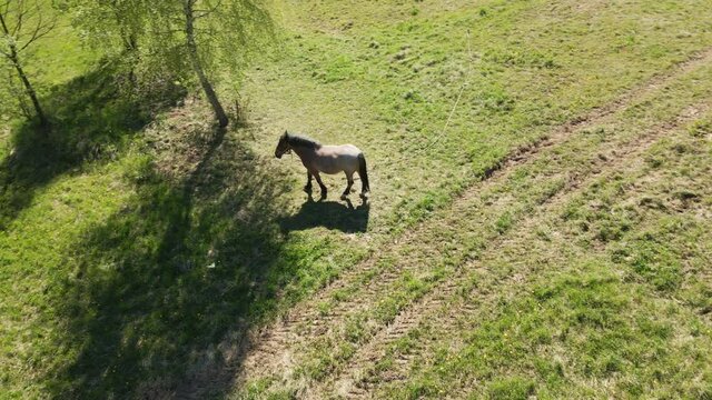 The horse is grazing on a green meadow. In the shade of a birch. Aerial photography