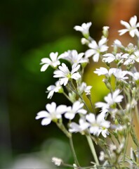 white flowers in the garden