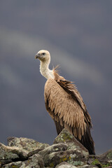 Griffon vulture in the Rhodope Mountains. Scavengers relax on the top of rock. Bird watching in Bulgaria mountains. Vultures during winter time. European wildlife. 