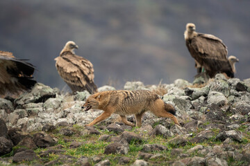 Golden jackal between griffon vultures in Rhodope Mountains. Scavengers looking for food. Jackal and vultures in Bulgaria mountains. European wildlife. 