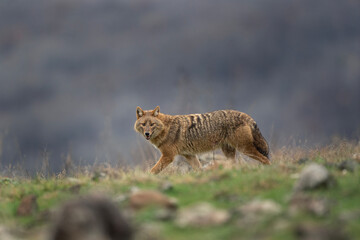 Golden jackal in Rhodope Mountains. Scavengers looking for food. Jackal in Bulgaria mountains. European wildlife. 