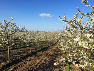 Cherry orchard in blossom during spring
