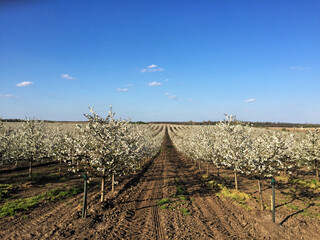 Cherry orchard in blossom during spring