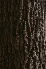 tree bark in the forest