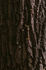 tree bark in the forest