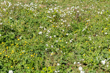 Field of wild flowers