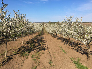 Fototapeta na wymiar Cherry orchard in blossom during spring