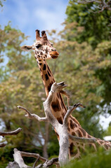 Fototapeta premium portrait of a giraffe emerging from among the branches