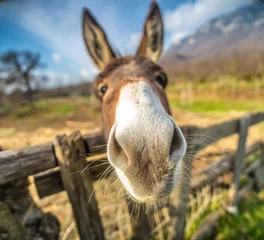 Fotobehang portrait of a donkey © Rui