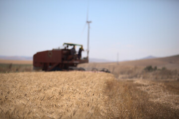 Mietitura del grano - Basilicata - ITALY