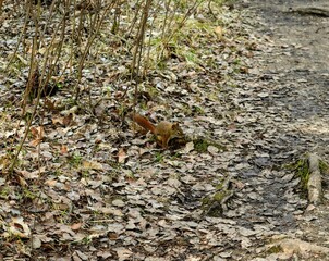 Naklejka na ściany i meble A ginger squirrel with a fluffy tail sits on the ground on fallen leaves.