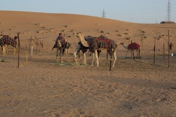 Camel Feeding