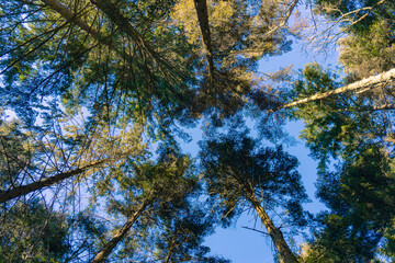 Looking up in forest towards blue sky, green treetops, high green trees, nature in spring and summer