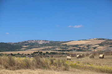 Mietitura del grano - Basilicata - ITALY