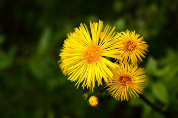 Yellow flowers cluster with dark green background
