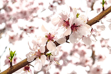 Vibrant Almond Blossoms In Springtime