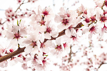 Vibrant Almond Blossoms In Springtime