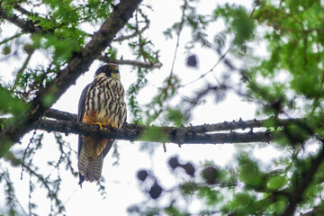 Eurasian hobby, falco subbuteo, sitting on top of larch tree. Cute majestic falcon bird of prey in wildlife.