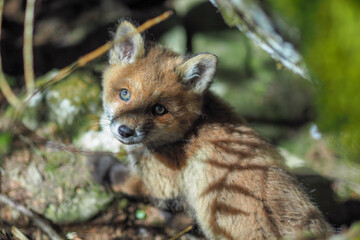 Young wild red fox (vulpes vulpes) in the forest