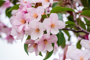 Fresh pink flowers of a blossoming apple tree with blured background