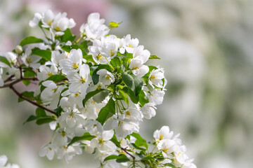 White blossoming apple trees. White apple tree flowers