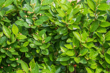 Green bushes with young leaves in the sunset