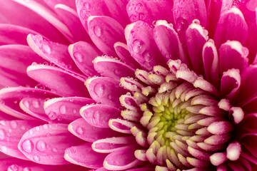 Beautiful chrysanthemum flower and water drops on the petals close-up. Macrophotography. The selected sharpness.