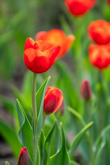Colorful red tulips blossom in spring garden