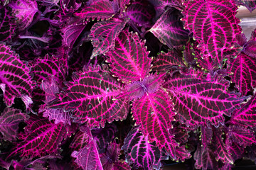 Image of red coleus foliage. Coleus plant growing in the garden.