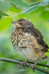 A fieldfare chick, Turdus pilaris, has left the nest and is sitting on a branch. A chick of fieldfare sitting and waiting for a parent on a branch.