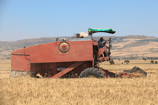 Mietitura del grano - Basilicata - ITALY