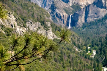 Photo sur Plexiglas Half Dome Close-up macro details of pine needles with the Yosemite valley, half dome and Yosemite fall in the background