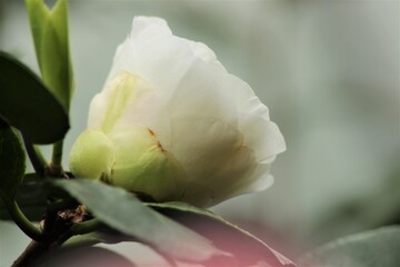 summer white rose flowers with leaves macro shooting