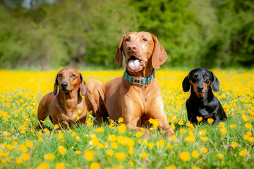 three dogs in buttercup meadow