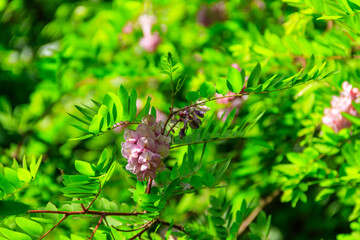 Pink blooming Robinia hispida, known as the bristly locust, rose-acacia, or moss locust